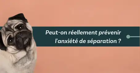 Une pro du comportement canin dévoile 6 trucs essentiels pour prévenir l’anxiété de séparation